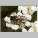 Lindenius albilabris - Grabwespe m02 6mm.jpg